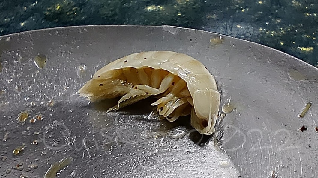 網友在餐點中發現白色多腳昆蟲。(圖/翻攝自爆廢公社)