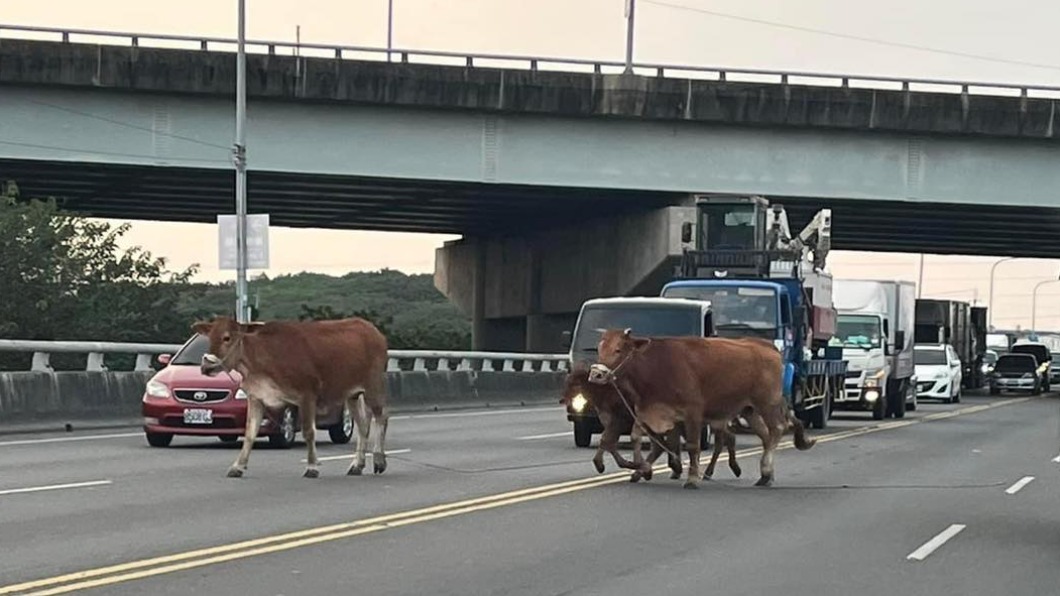 車輛停在中間讓牛兒先行。(圖/翻攝自爆料公社)