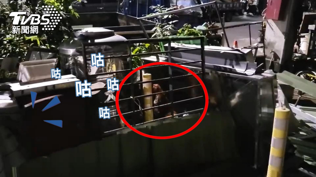 嘜再叫啊!咕咕咕!住市區5點半雞啼擾民 飼主:過年加菜