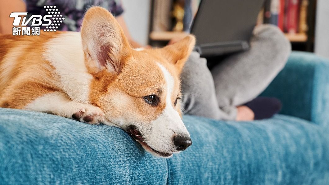 狗狗年紀越大,越可以分辨熟悉與不熟悉的語言。(示意圖/shutterstock達志影像)