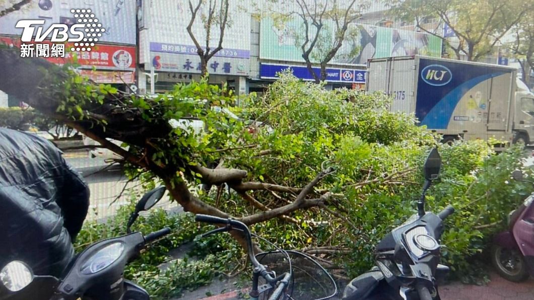 台中北屯中清路人行道樹的樹幹突然斷裂,砸傷女騎士。(圖/民眾提供)