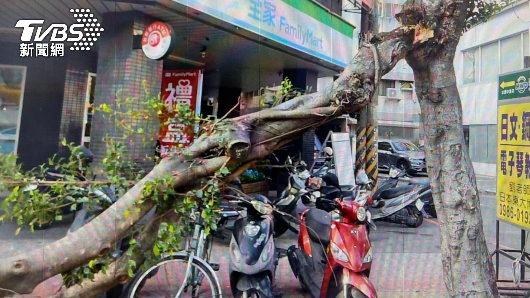 台中風太大！人行道樹幹枝葉斷　女騎士遭擊落全身傷