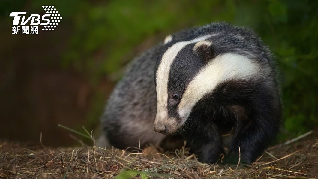 鼬獾將多枚硬幣留在巢穴中,後來被當地人發現。(示意圖/shutterstock 達志影像)