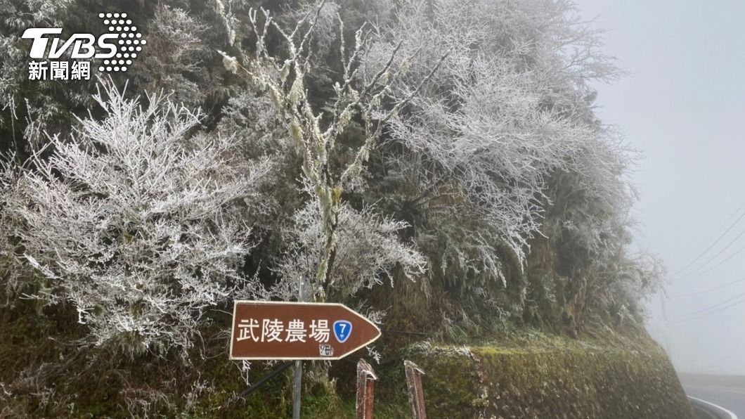 思源埡口省道台7甲線路段，樹枝上結滿了霧淞。（圖／中央社）