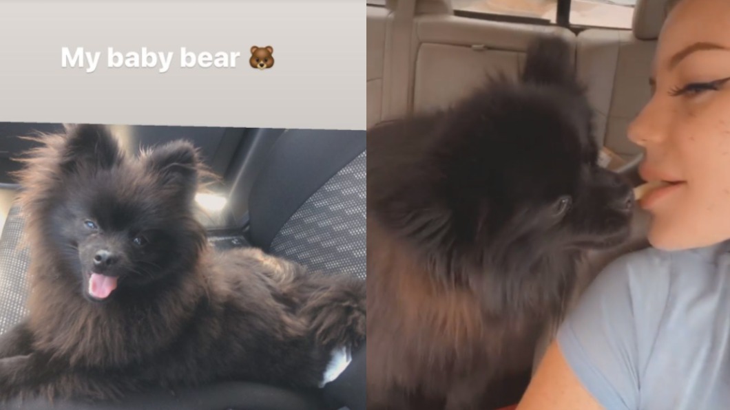 飼主說,不知道小熊去哪裡找出鈔票的。(合成圖/翻攝自chantel024.tv IG)