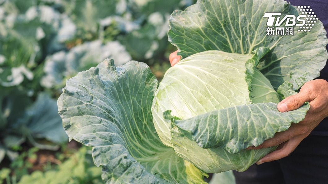 高麗菜生命力超強!忘記冰1週竟「開花」 引千人朝聖