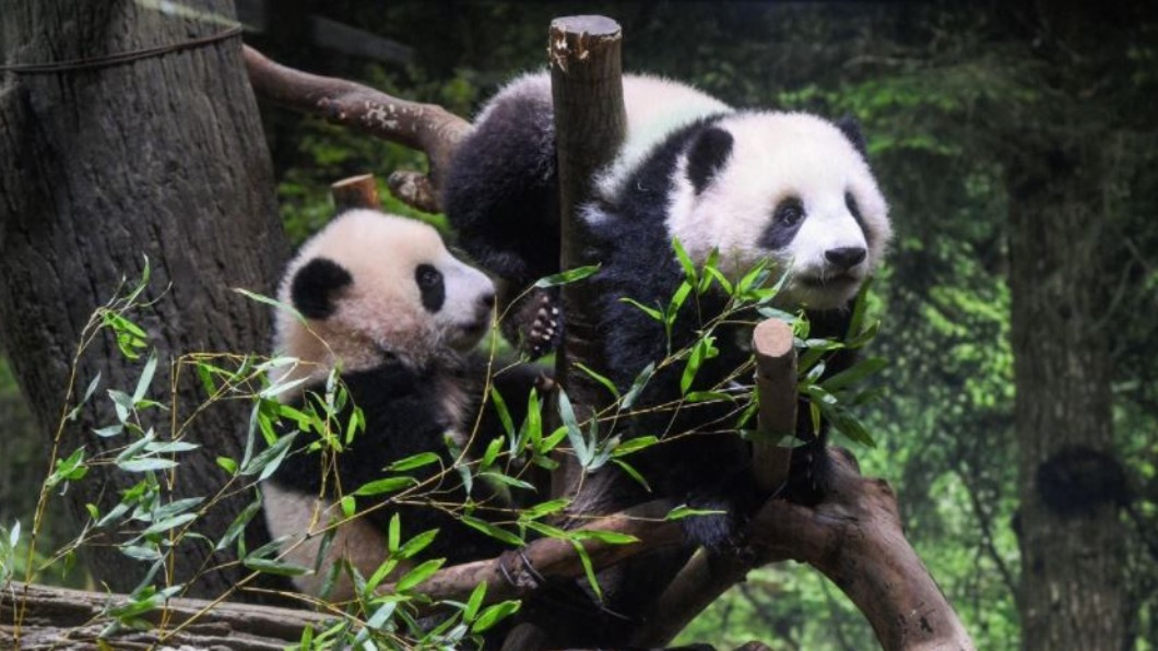 圖/翻攝自@UenoZooGardens twitter