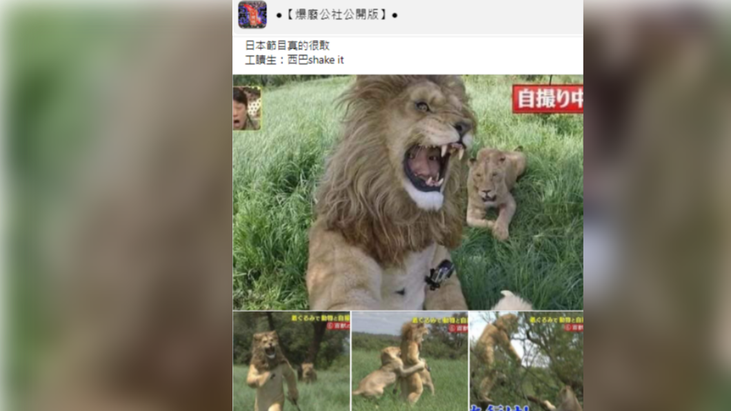 某一檔日本綜藝節目的「與獅自拍」畫面在網上瘋傳。（圖／翻攝自爆廢公社公開版）