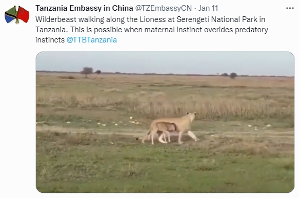 母愛爆棚的獅子一路帶著牛羚寶寶尋找回家的路。(圖/翻攝自@TZEmbassyCN推特)
