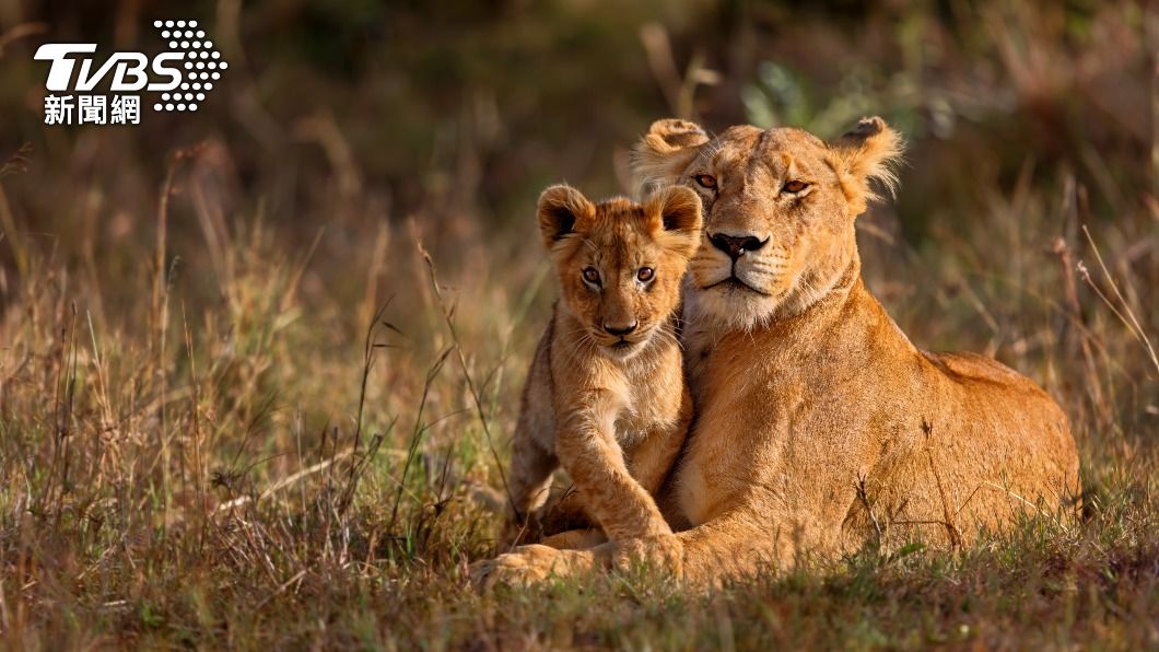 過去母獅就曾被記錄會保護或養育獵物。(示意圖/shutterstock 達志影像)