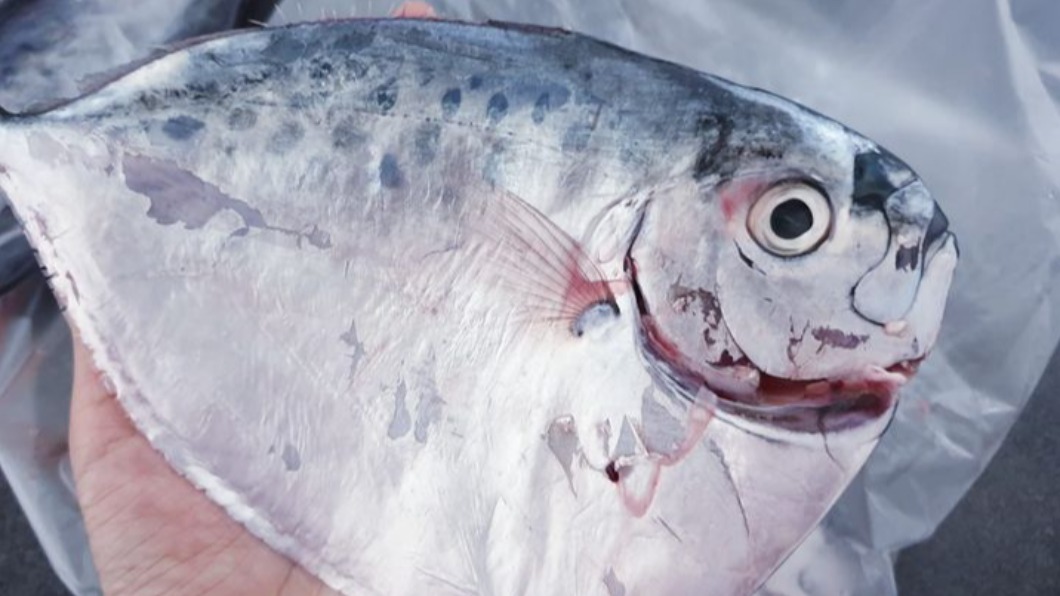 買到「落下巴」魚她憂不會煮 老饕授1作法:去腥又軟嫩