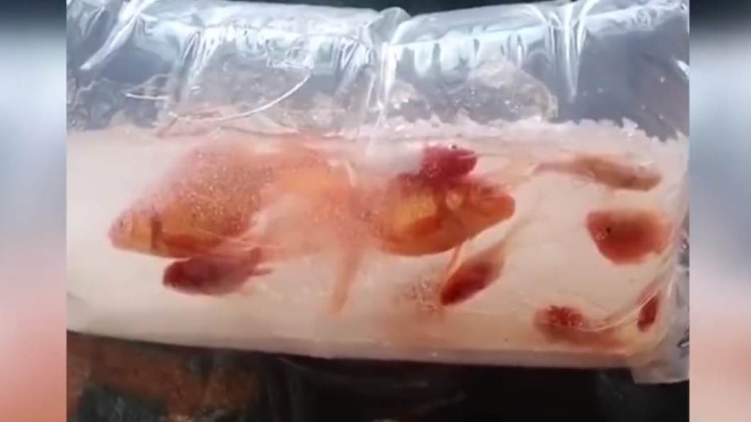 金魚送達時竟凍成大冰塊。(圖/翻攝自微博)