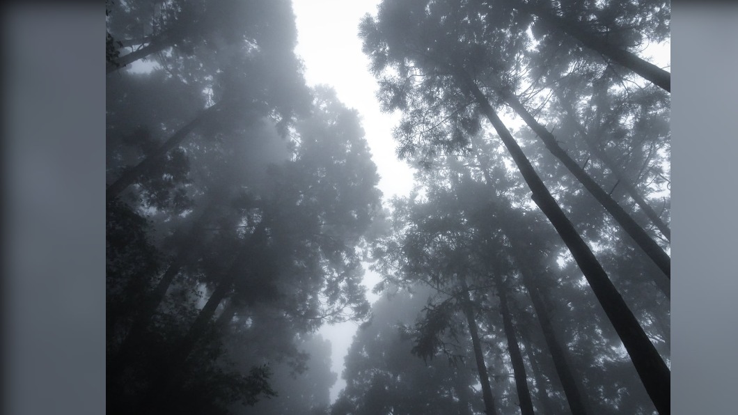 林木直聳入雲、蒼鬱雲霧瀰漫，因此有「森濤」美名。（圖／翻攝自藤枝國家森林遊樂區臉書）