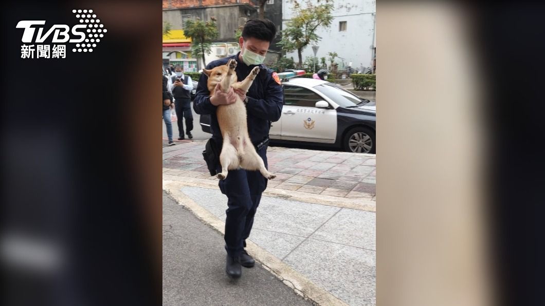 柴犬迷途被警方帶回安置