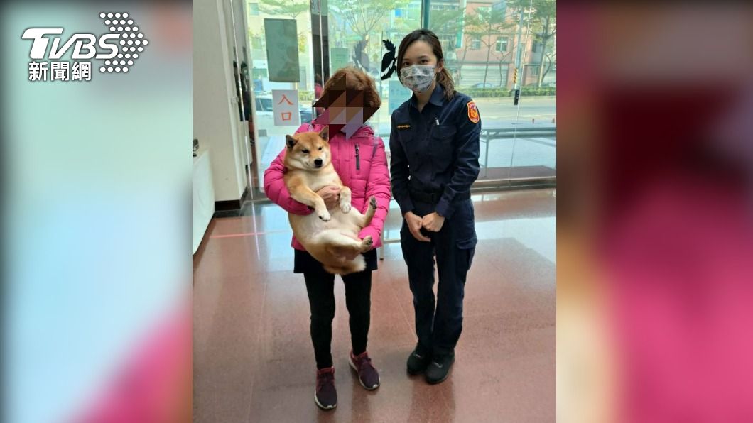 柴犬嘟嘟終於回到女主人懷抱
