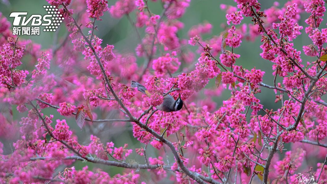 春天賞櫻趣! 武陵農場「粉紅花海」接力綻放至4月