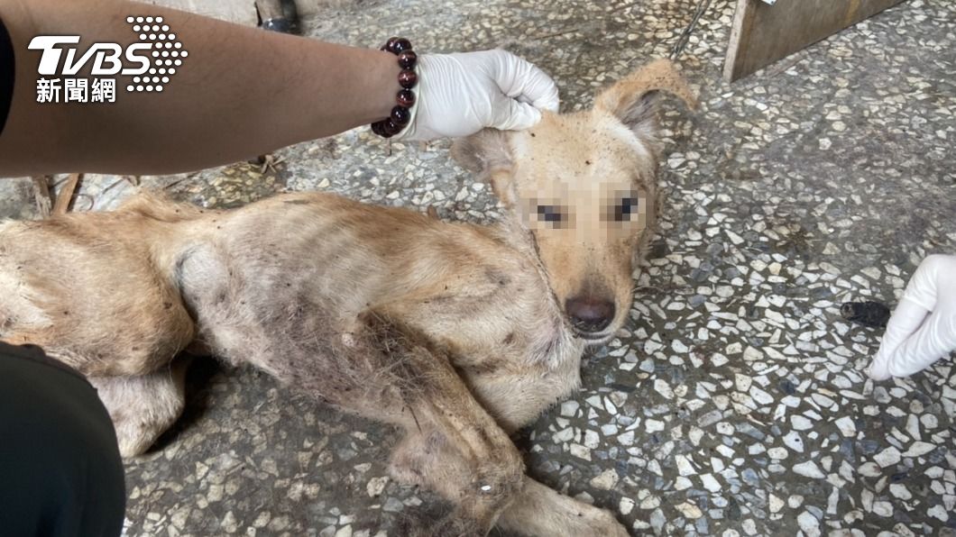 放任壁蝨爬滿狗屍… 飼主涉虐死母狗及6幼犬遭法辦
