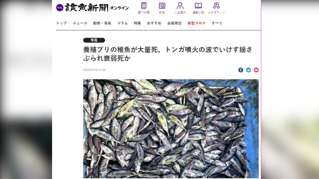 鹿兒島8萬條養殖魚苗因海嘯而暴斃。(圖/翻攝自《讀賣新聞》)