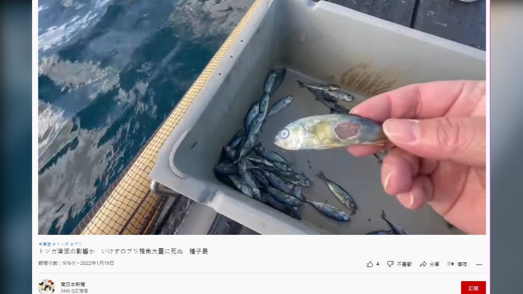 死亡的魚苗因碰撞而出現大面積傷口。(圖/翻攝自南日本新聞Youtube)