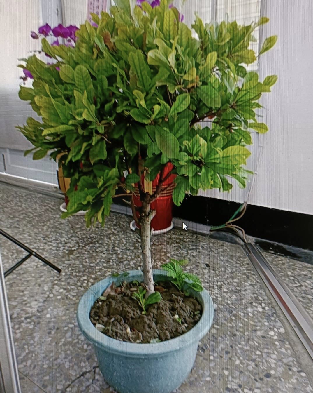 7旬婦偷神秘果盆栽,雖歸還仍遭警送辦。(圖/警方提供)
