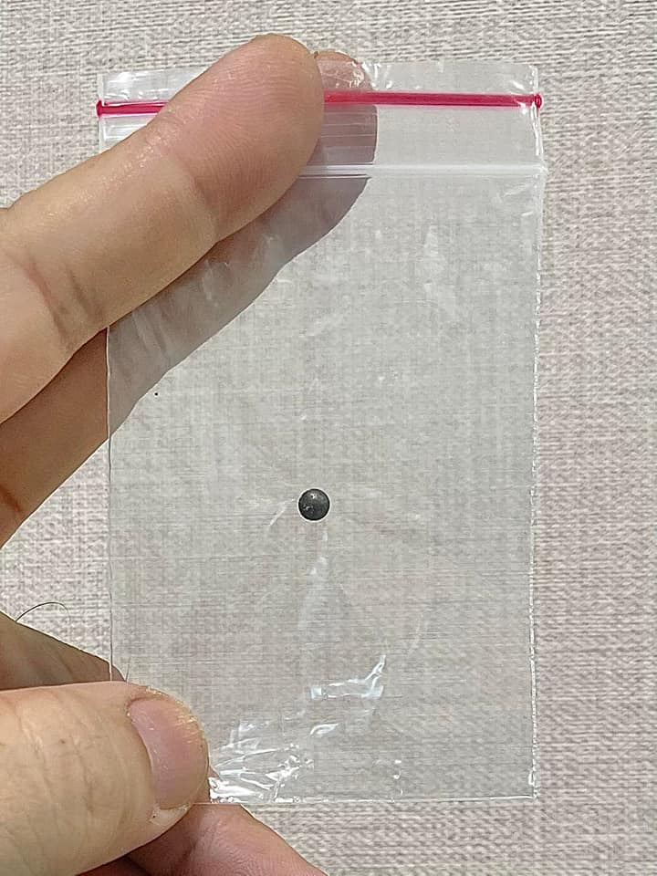 貓咪體內取出鋼珠彈。(圖/Facebook動保法律互助)