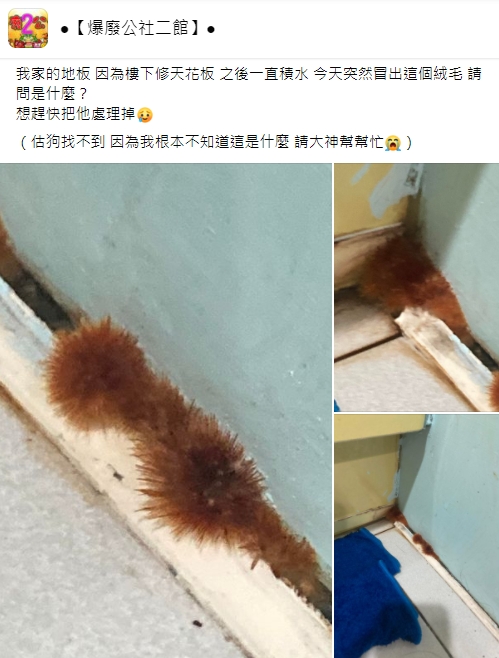 網友發文求助。（圖／翻攝自爆廢公社二館）