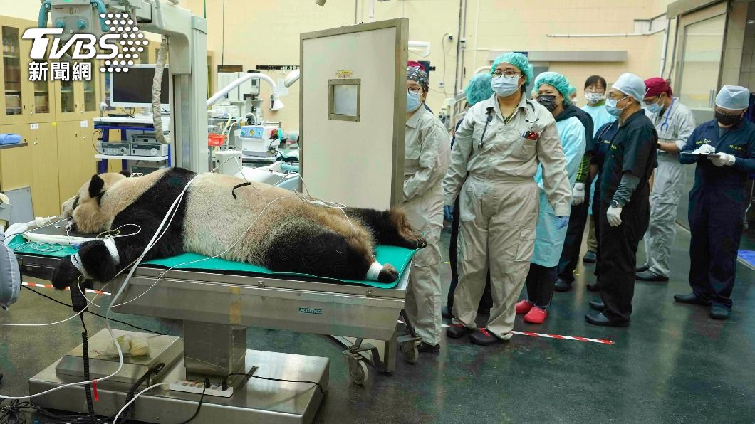 團團接受全身健康檢查。(圖/中央社)