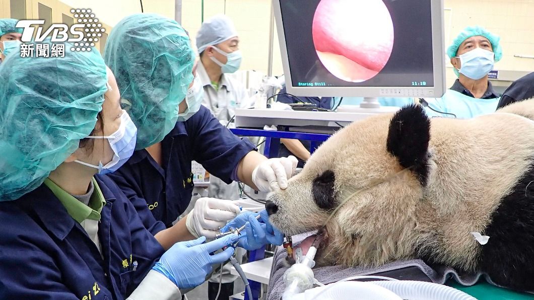 大貓熊團團狂打噴涕、流鼻血 全身健檢發現染鼻炎