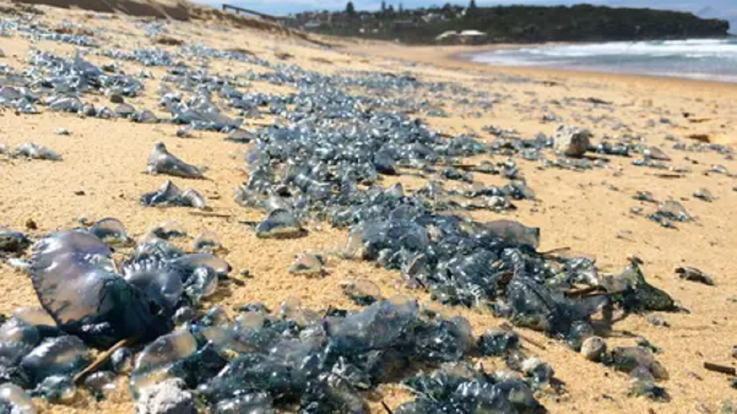 澳洲海灘見「藍色生物」肆虐 遊客大呼別碰:世界第3毒