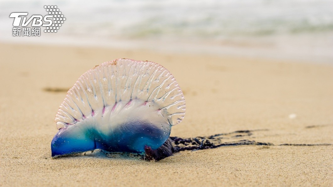 根據維基百科資料顯示僧帽水母其毒性是世界第3毒。(示意圖/shutterstock達志影像)