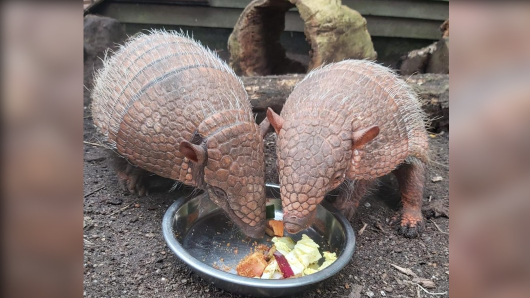 犰狳姐妹花去年夏天到動物園,預計2月中旬首度和遊客見面。(圖/翻攝自Drusillas Park官方網站)
