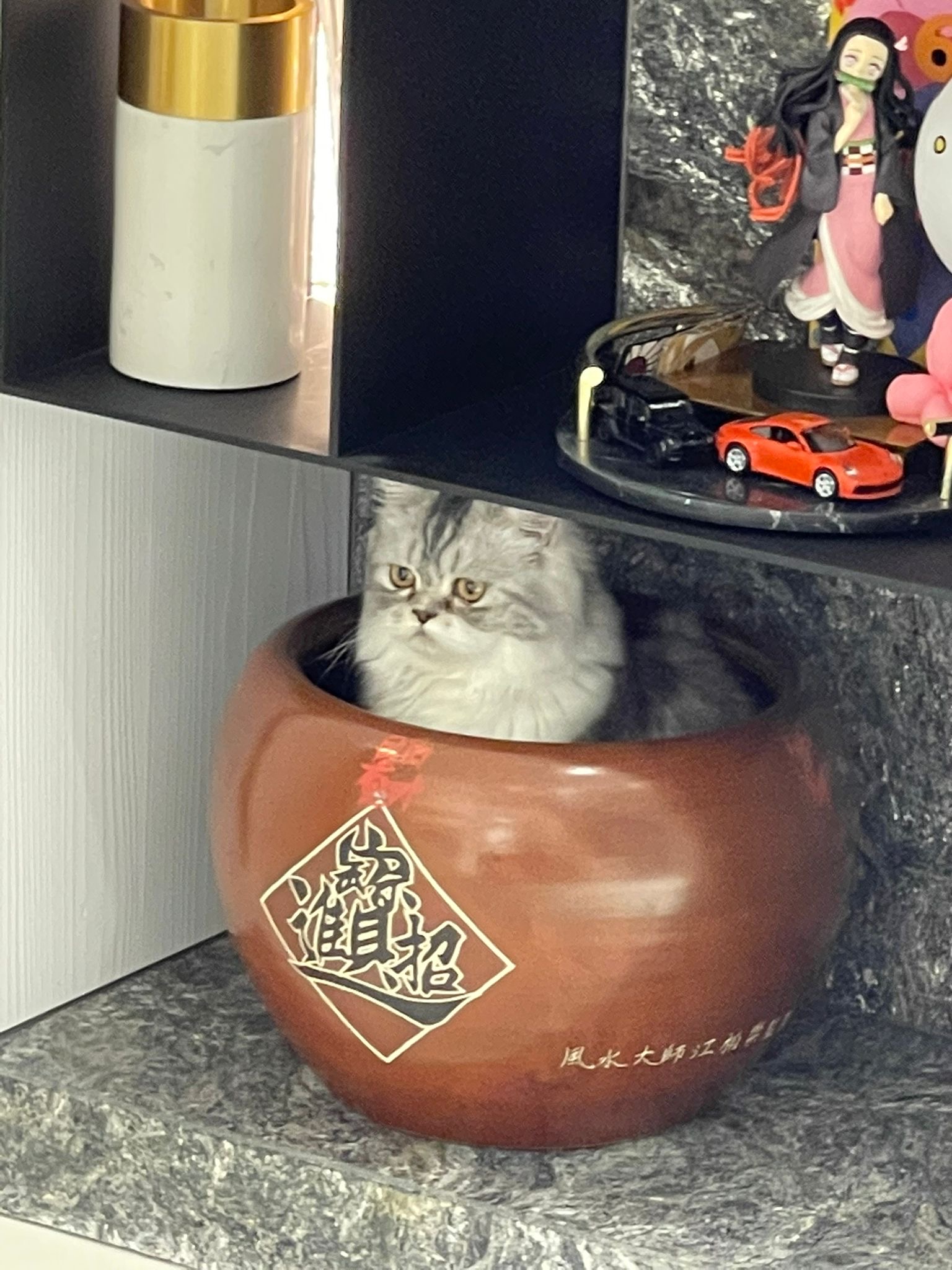 沈玉琳愛貓香香。(圖/沈玉琳提供)