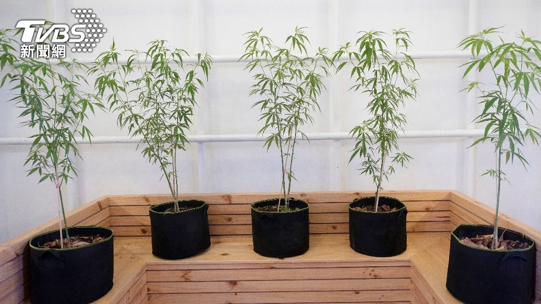 法案生效後,泰國民眾經通報便可在家種植大麻。(示意圖/達志影像美聯社)