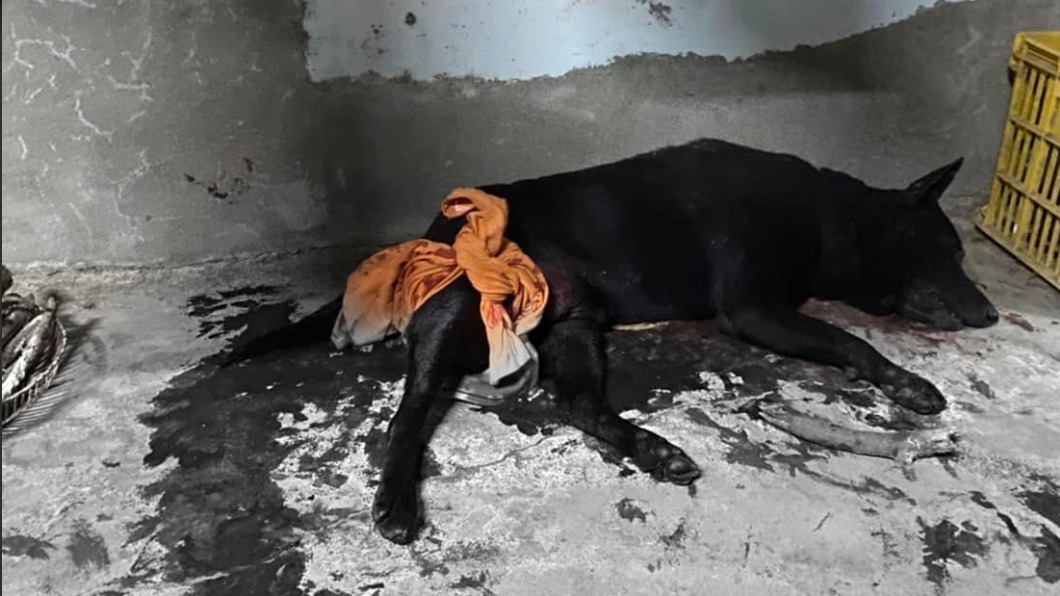 網友控愛犬遭比特犬咬死　飼主竟冷回：你家狗死掉了喔？