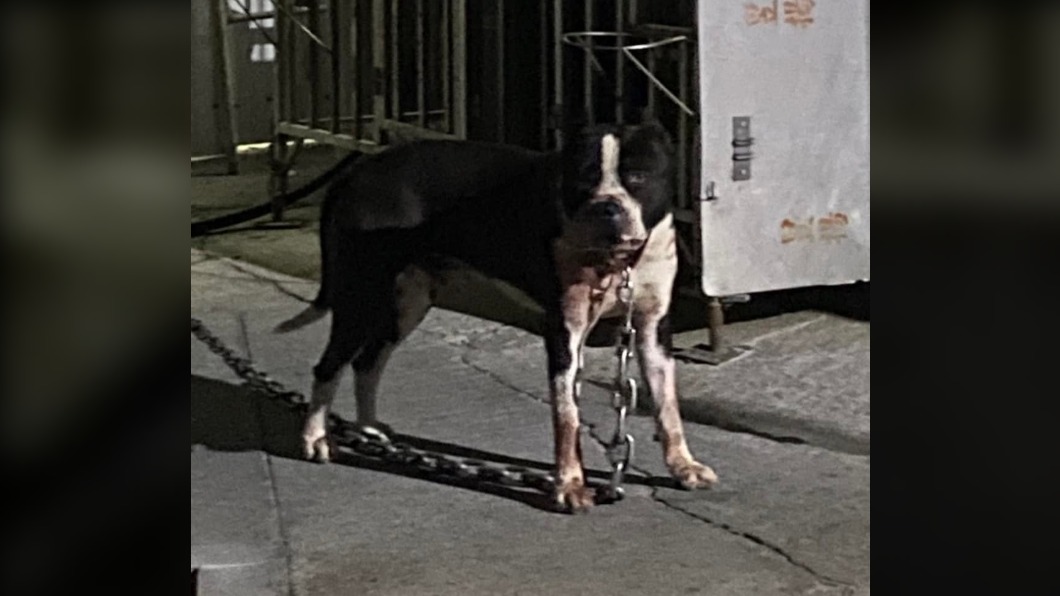 比特犬。(圖/翻攝自爆料公社)