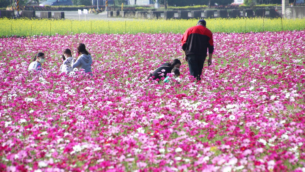 超夢幻！太保27公頃花海 繽紛色彩拍照很有fu