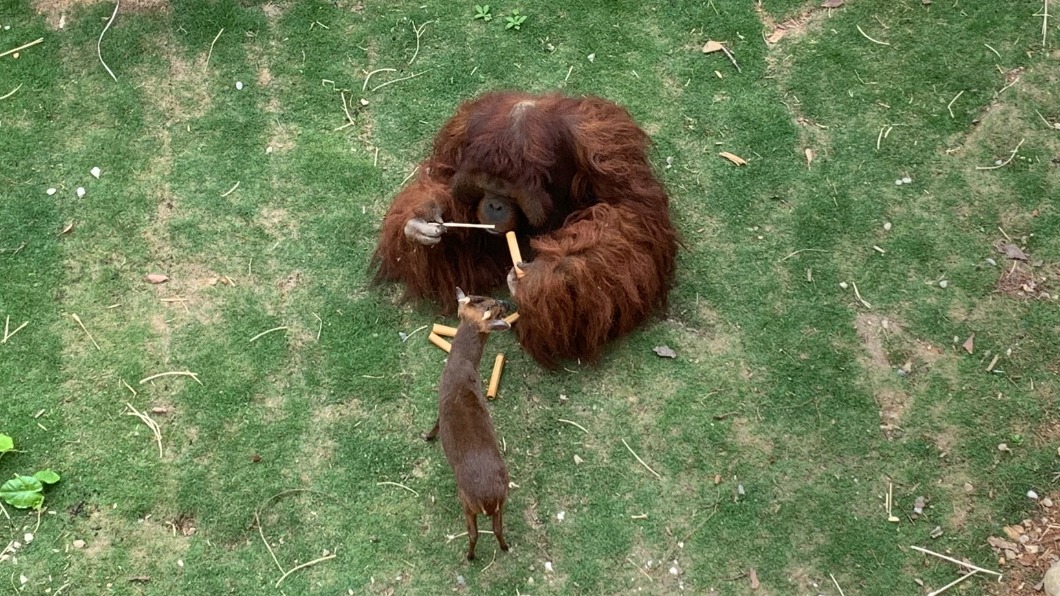 新竹動物園驚傳猩猩霸凌山羌 園方:已分開照養