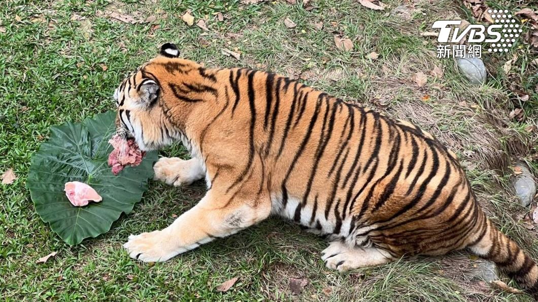 一起迎新年！壽山動物園阿虎啖大餐「虎哩塊肉」超澎派