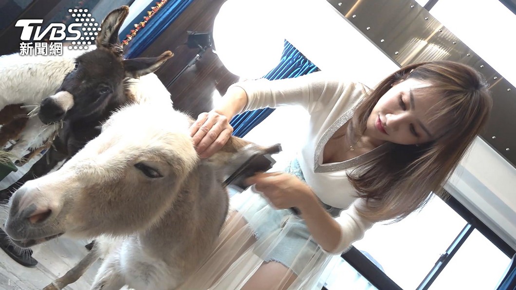 真人版動物森友會!歌手王宥忻豪宅添萌寵 迷你驢+食蟻獸