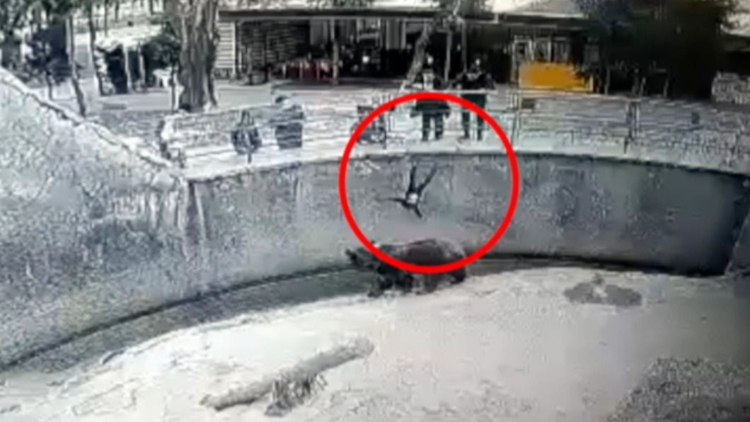 驚險畫面曝！狠心媽帶三歲童逛動物園　竟把她丟去餵棕熊