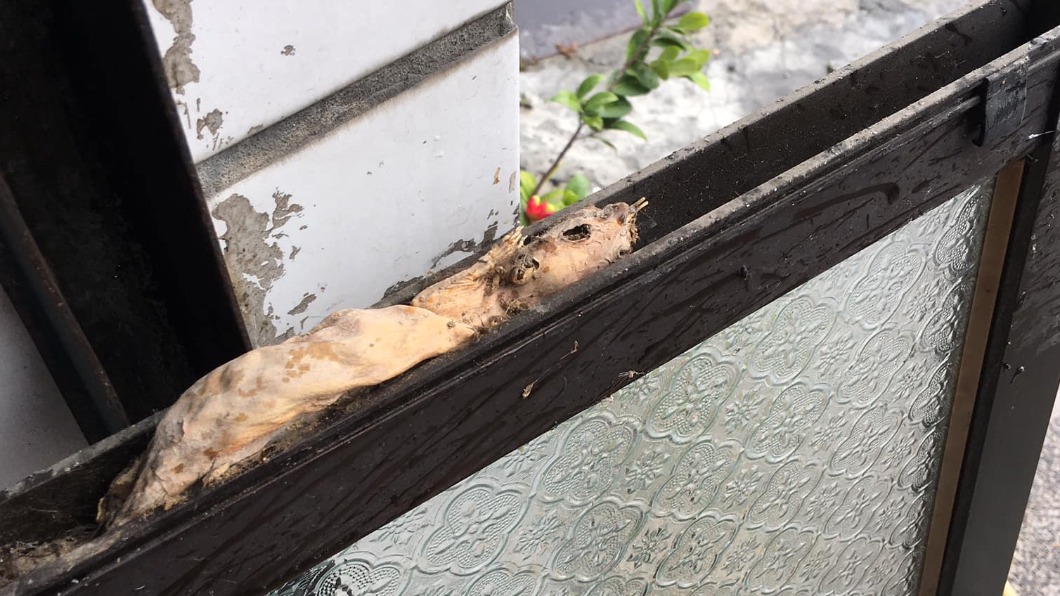 大掃除拆窗驚見「風乾米奇」卡縫!畫面曝光網嚇:有味道