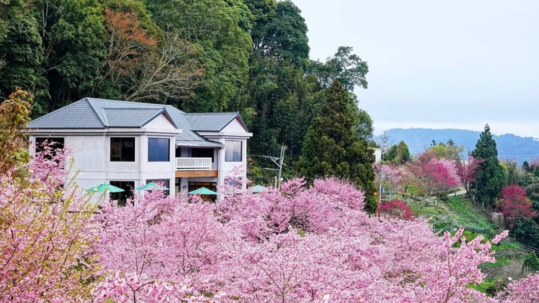 拉拉山櫻花季將登場。(圖/翻攝自拉拉山臉書)