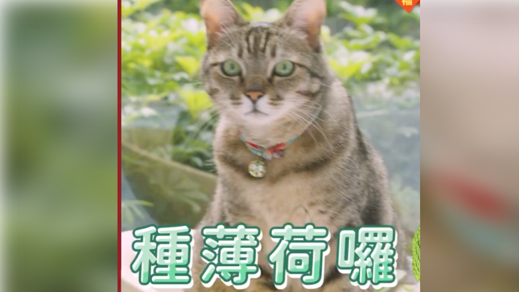 蔡英文親自幫薄荷盆栽換盆，蔡想想一旁監工。（圖／民進黨提供）
