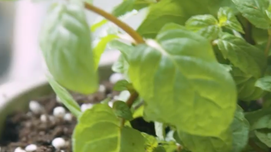 蔡英文親自幫薄荷盆栽換盆。（圖／民進黨提供）