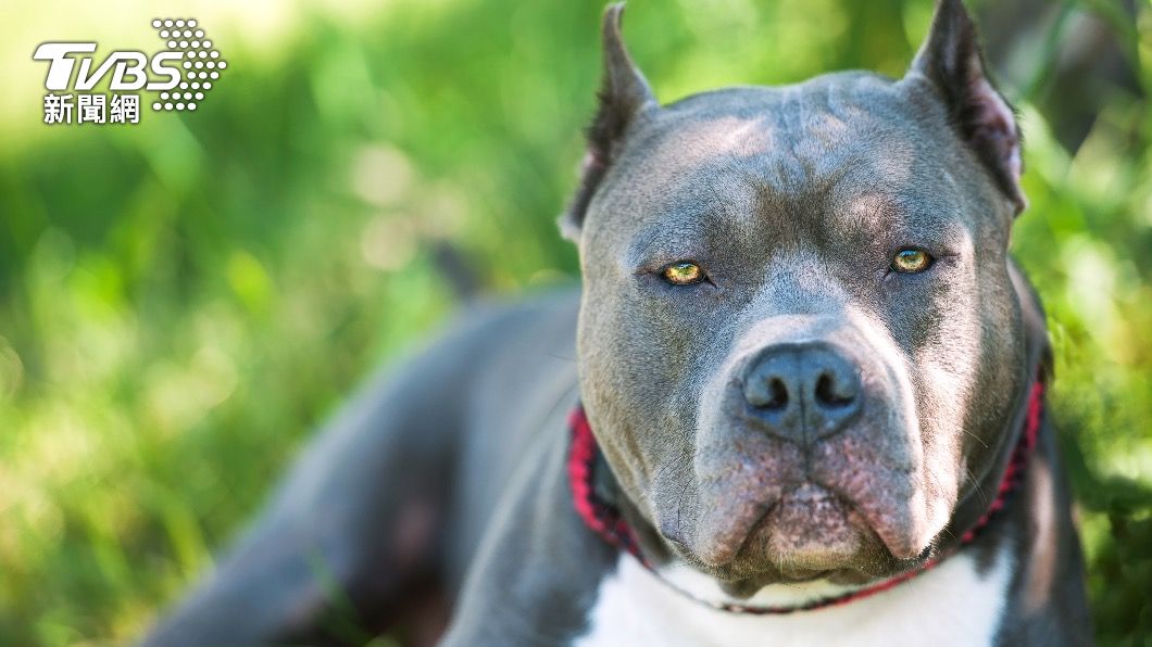 台灣比特犬全面禁養。（示意圖／shutterstock達志影像） 