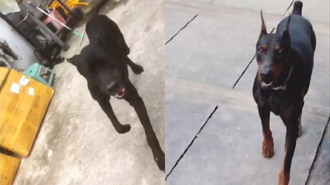 熱愛毛小孩的柯震東養了好幾隻大型犬。(圖/翻攝自柯震東IG)
