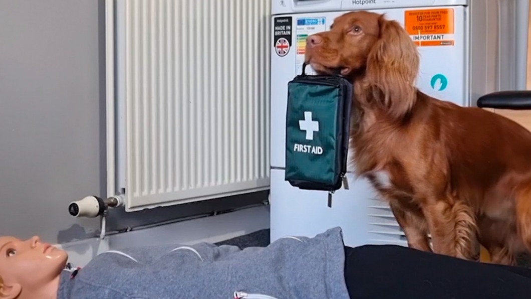 里歐口中叼著急救包。(圖/翻攝自trickspaniel IG)