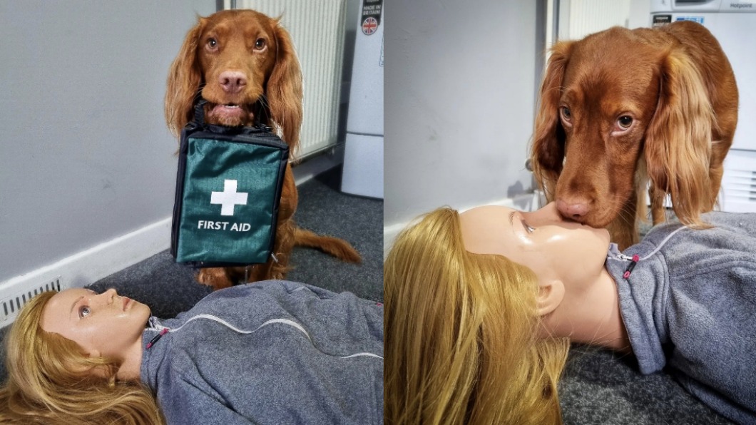 英國毛孩技壓群狗!竟熟練CPR 可挽救人類性命