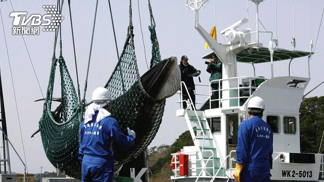 日本2019年恢復捕鯨後,冰島的市場就遭到瓜分。(圖/達志影像美聯社)