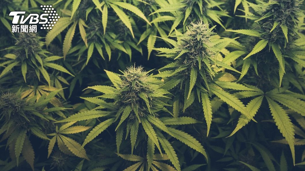 泰國大麻合法化通過了! 政府:開放望提升經濟